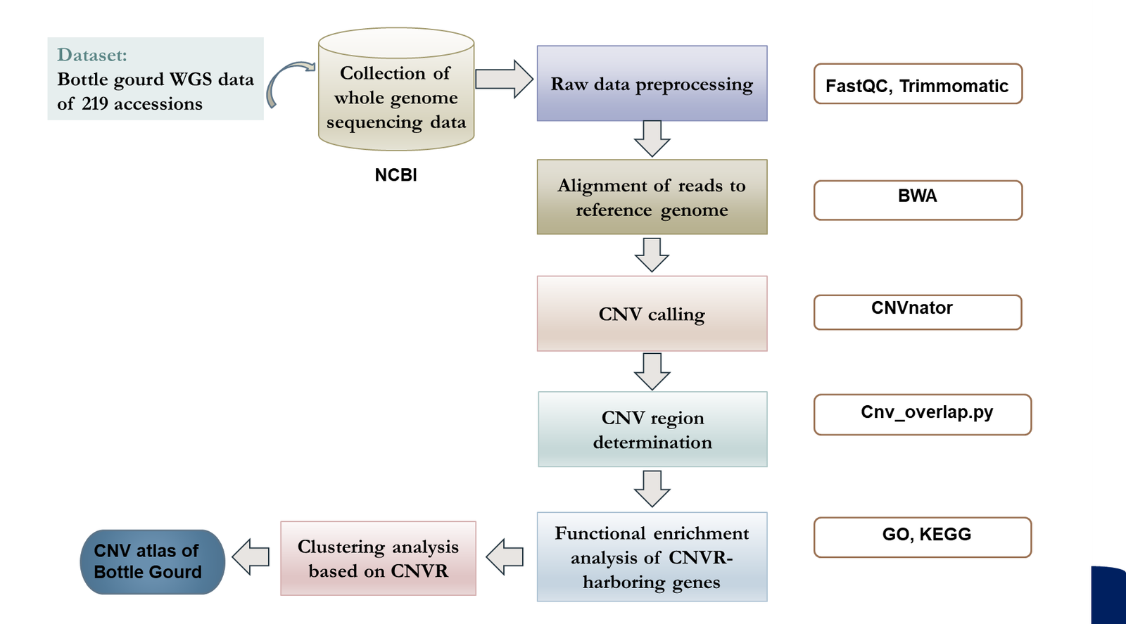 CNV analysis flowchart for Lagenaria siceraria